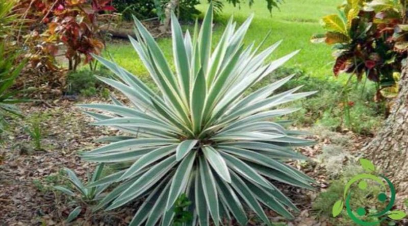 Come coltivare la Yucca