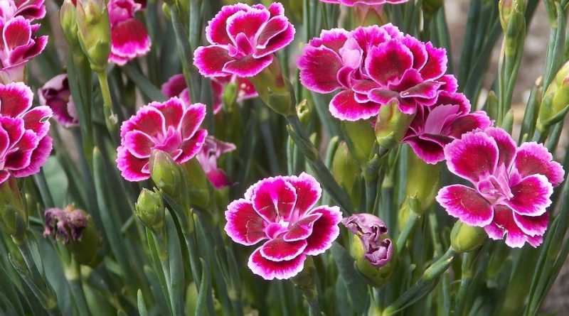 Dianthus caryophyllus