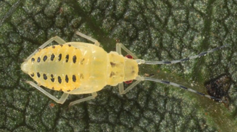 Eucallipterus tiliae