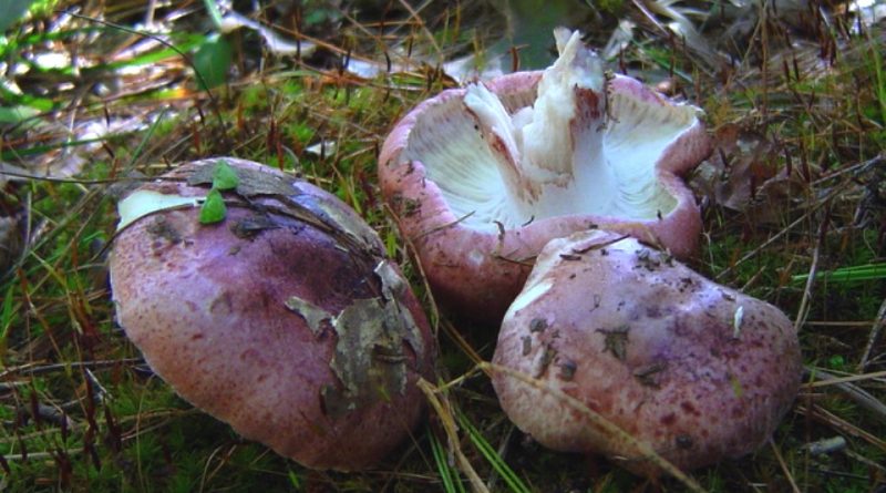 Hygrophorus russula