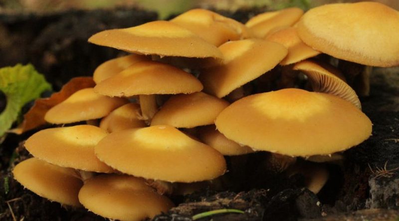 Kuehneromyces mutabilis