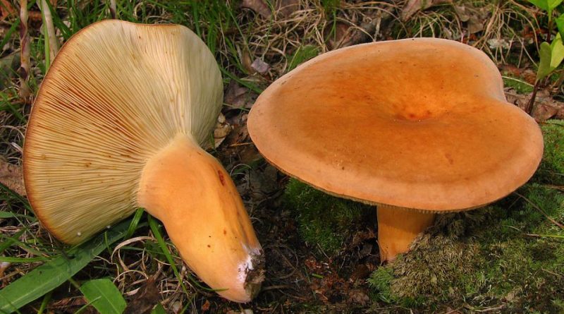 Lactarius volemus