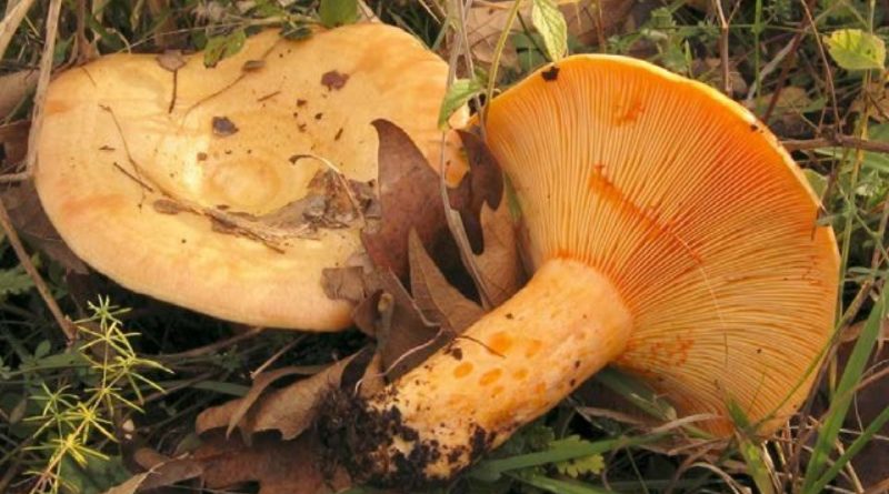 Lactarius salmonicolor