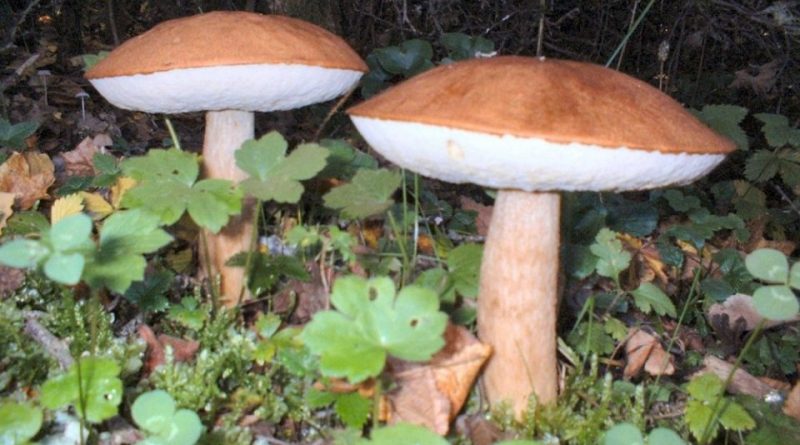 Leccinum aurantiacum