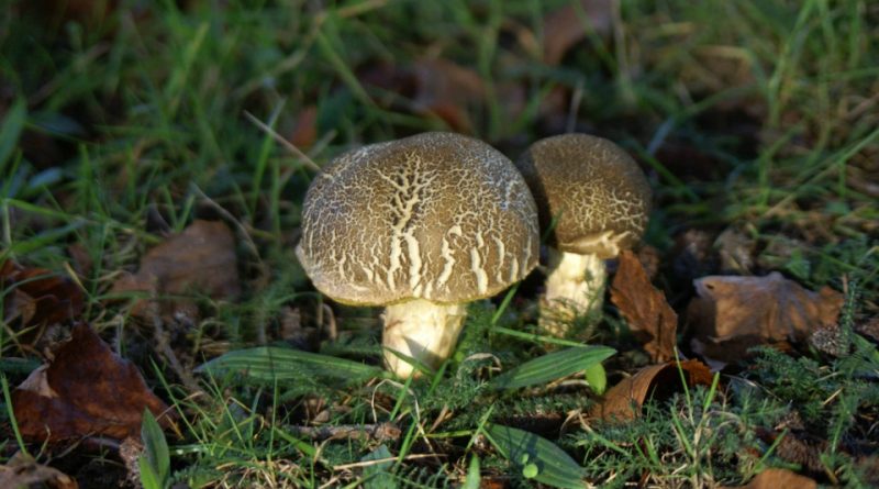 Leccinum crocipodium