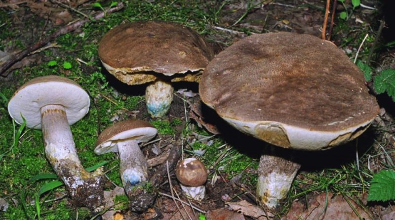 Leccinum duriusculum