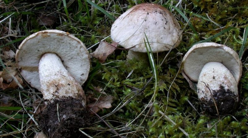 Leccinum holopus