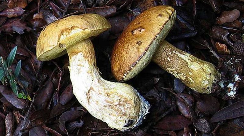 Leccinum lepidum