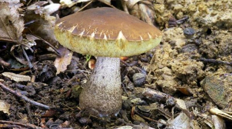 Leccinum pseudoscabrum