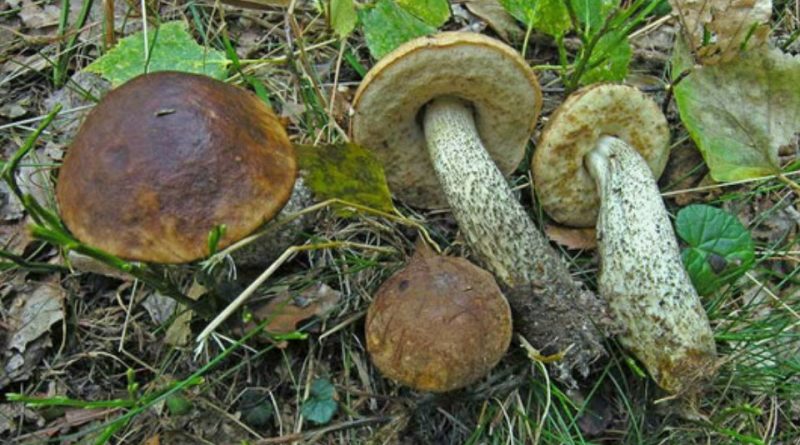 Leccinum scabrum