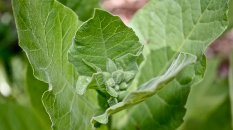 Nicotiana tabacum