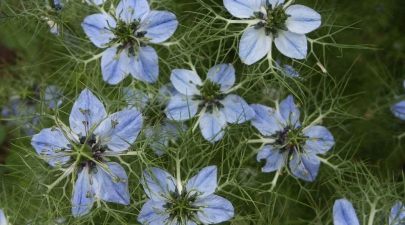 Nigella sativa