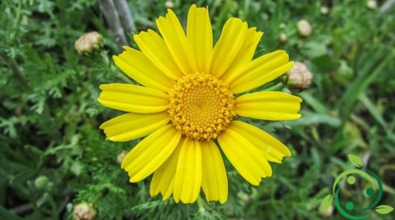 Olio essenziale di Arnica – proprietà ed usi