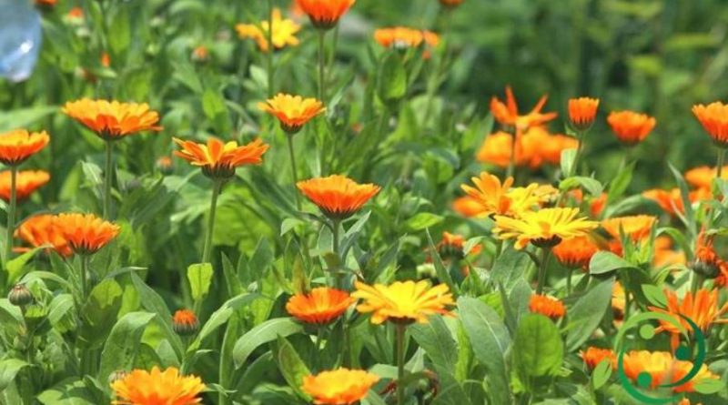 Olio essenziale di Calendula – proprietà ed usi