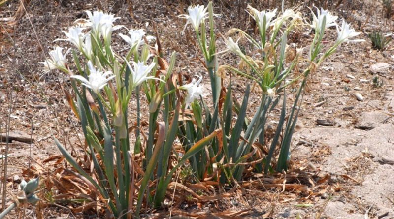 Pancratium maritimum