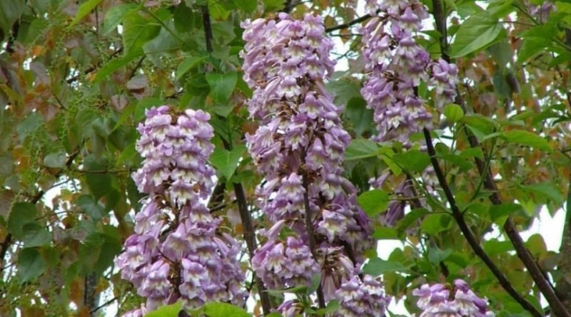 Paulownia tomentosa