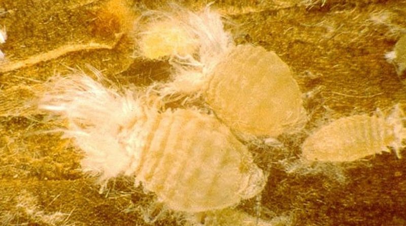 Phloeomyzus passerinii