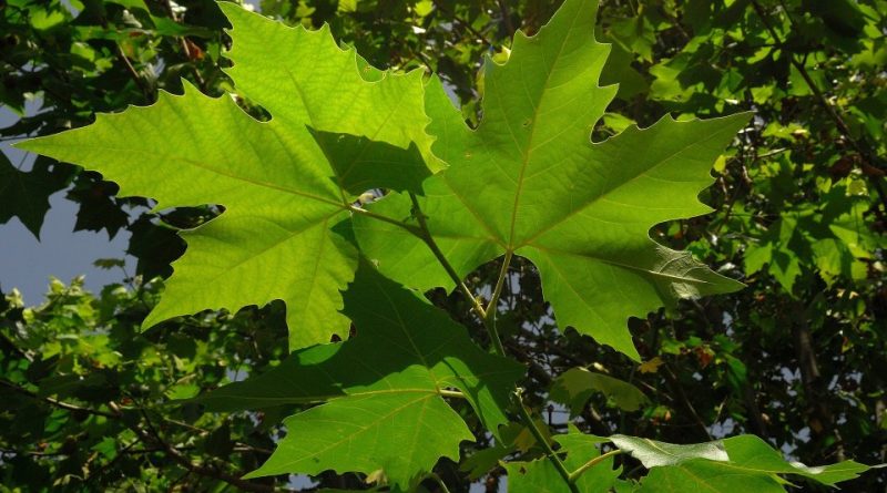 Platanus acerifolia