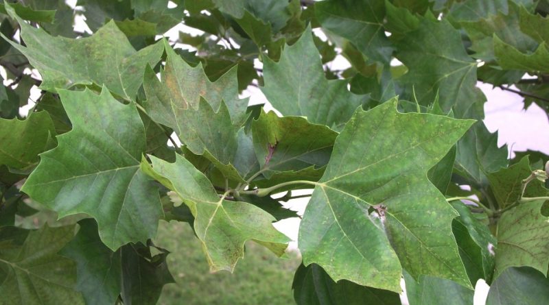 Platanus occidentalis