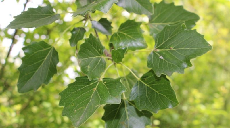 Populus alba