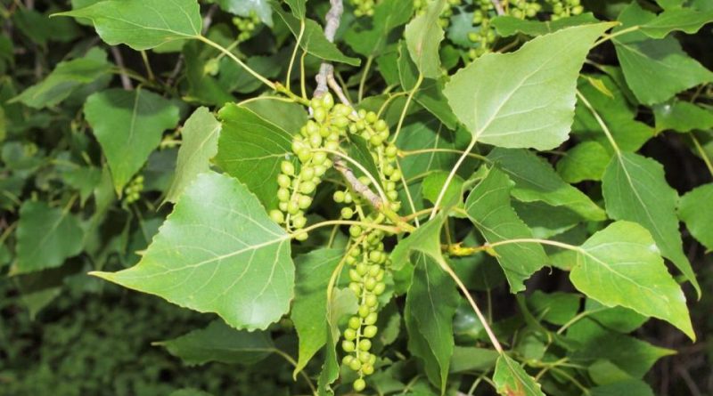 Populus nigra