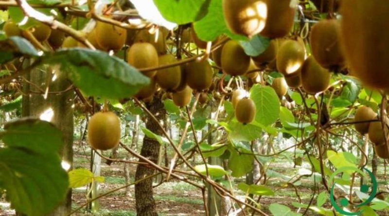 Come potare l'Actinidia