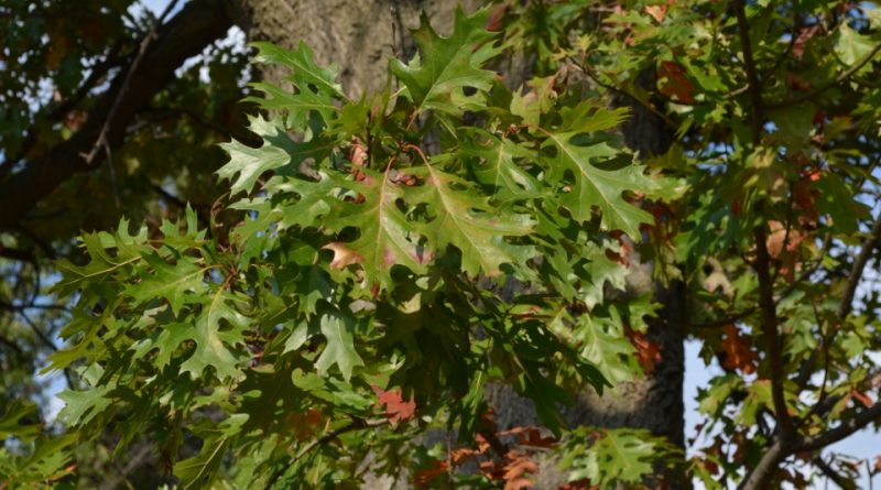 Quercus coccinea