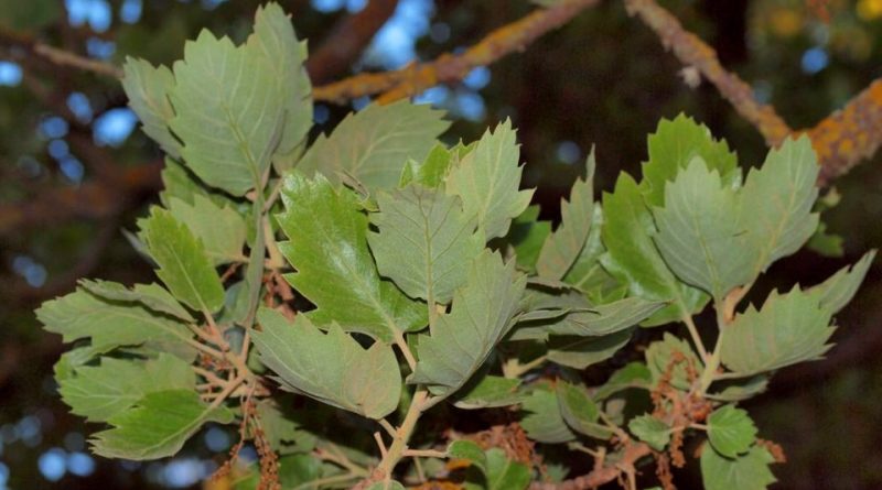 Quercus ithaburensis subsp. macrolepis