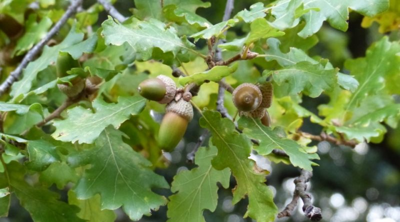 Quercus pubescens