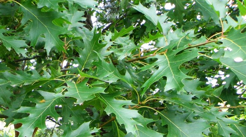 Quercus rubra