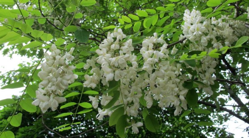 Robinia pseudoacacia