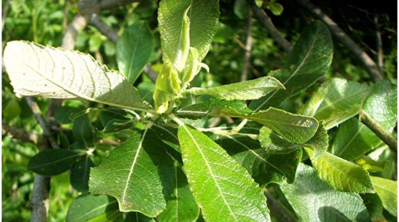 Salix cinerea