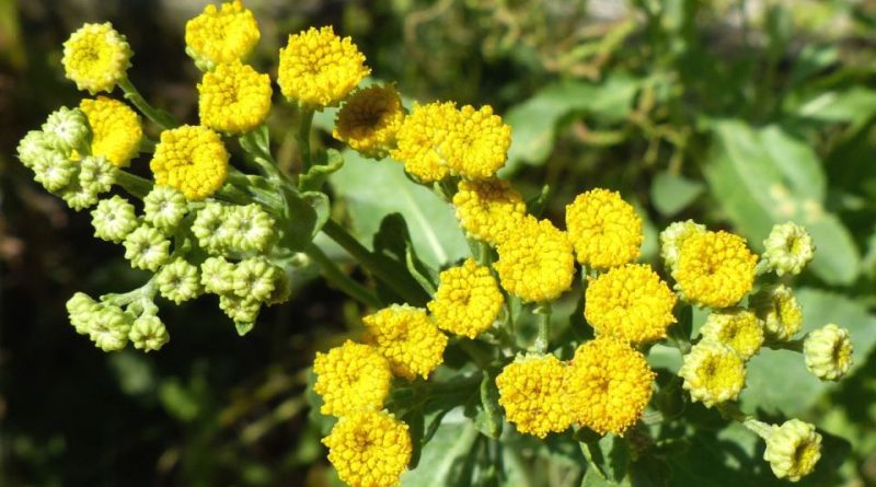 Tanacetum balsamita