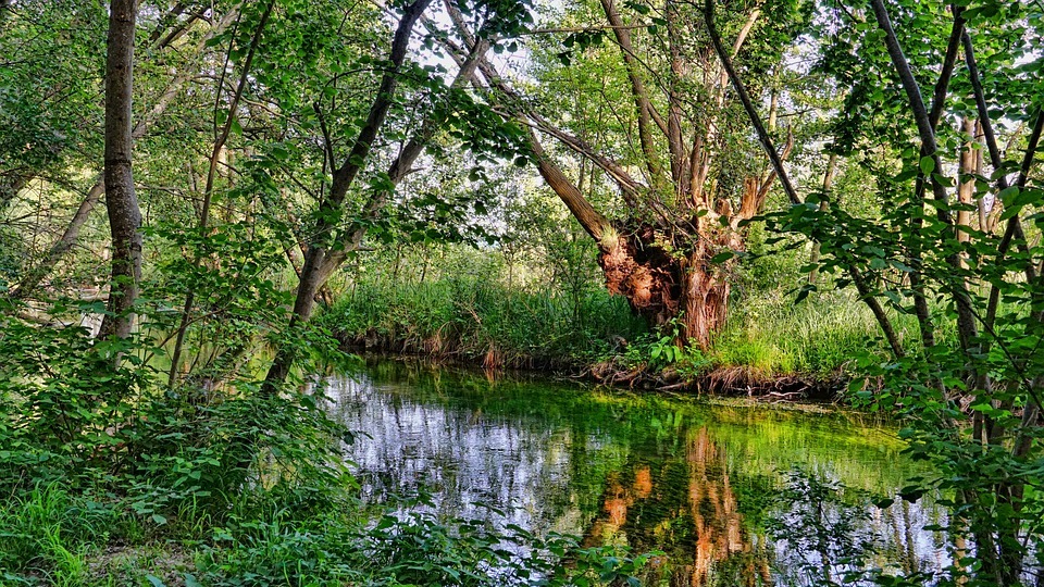 Ribereño: características ecológicas, funcionales, vegetacionales...