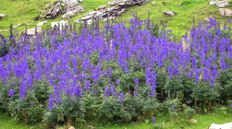 Aconitum napellus