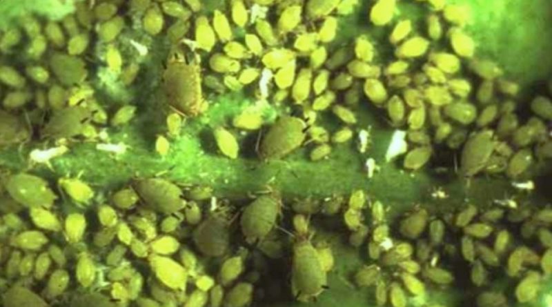 Aphis citricola