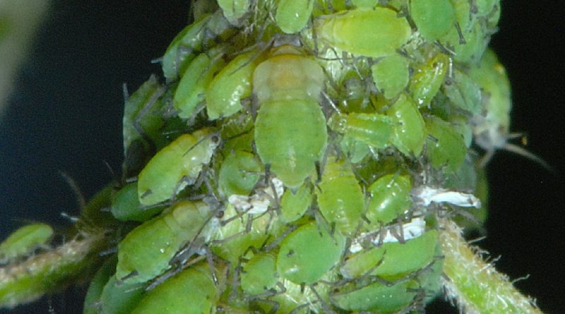 Aphis pomi