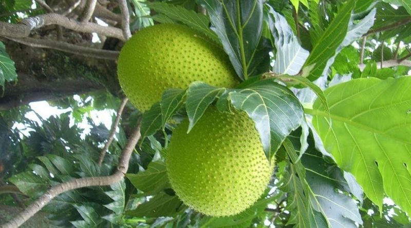 Artocarpus altilis