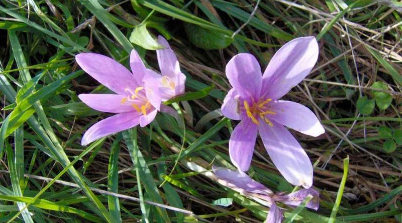 Colchicum autumnale