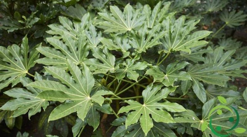 Come coltivare l’Aralia