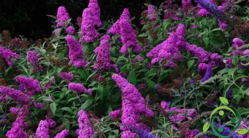 Come coltivare la Buddleja