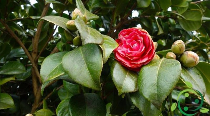 Come coltivare la Camelia