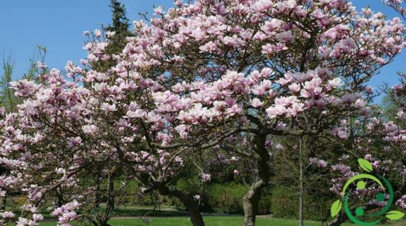 Come coltivare la Magnolia