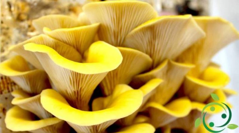 Come coltivare il Pleurotus cornucopiae