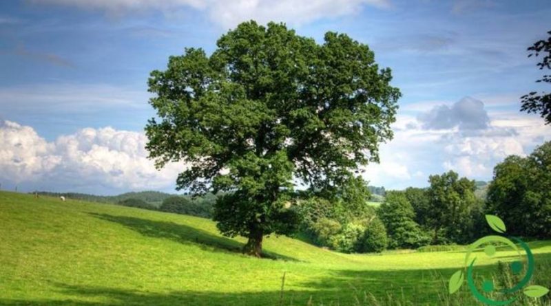 Come coltivare la Quercia