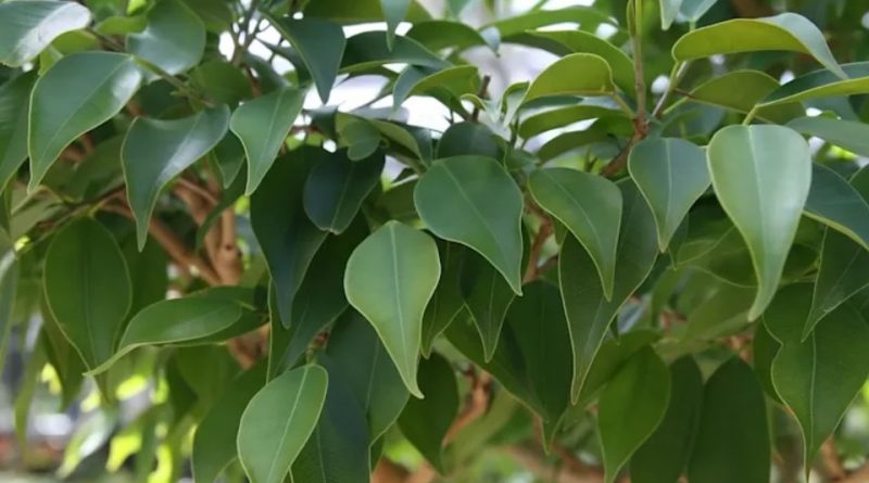 Ficus benjamina