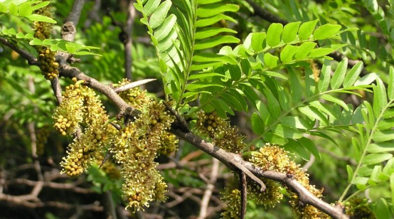 Gleditsia triacanthos