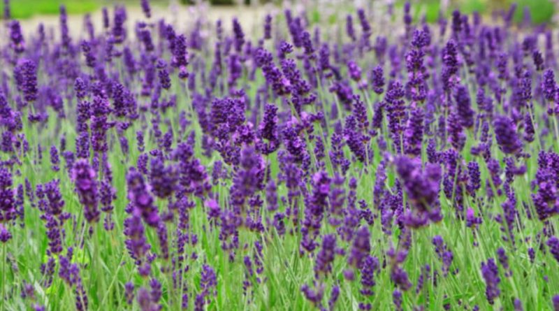 Lavandula latifolia