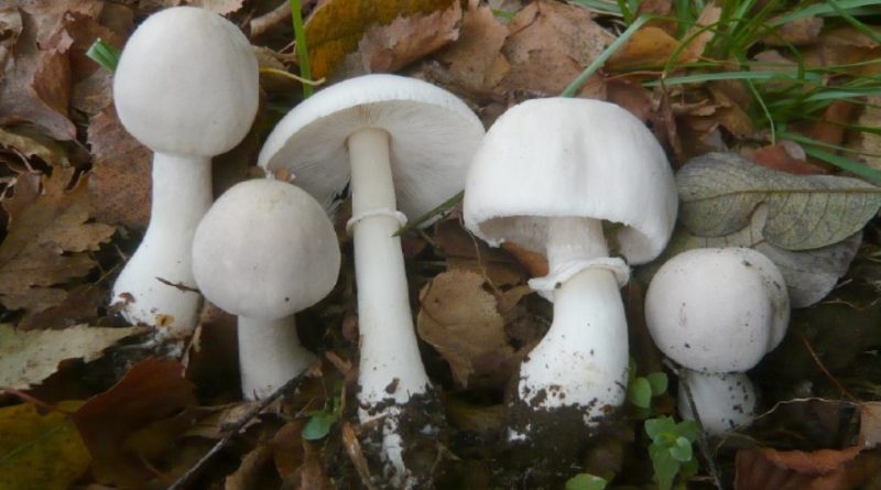 Leucoagaricus carneifolius