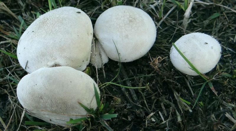 Lycoperdon pratense